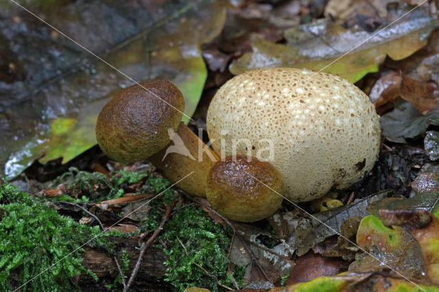 Kostgangerboleet (Boletus parasiticus)