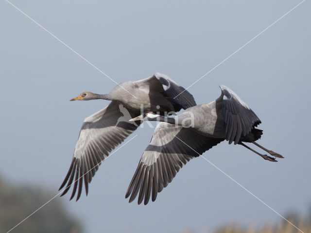 Kraanvogel (Grus grus)