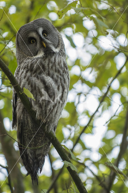 Laplanduil (Strix nebulosa)