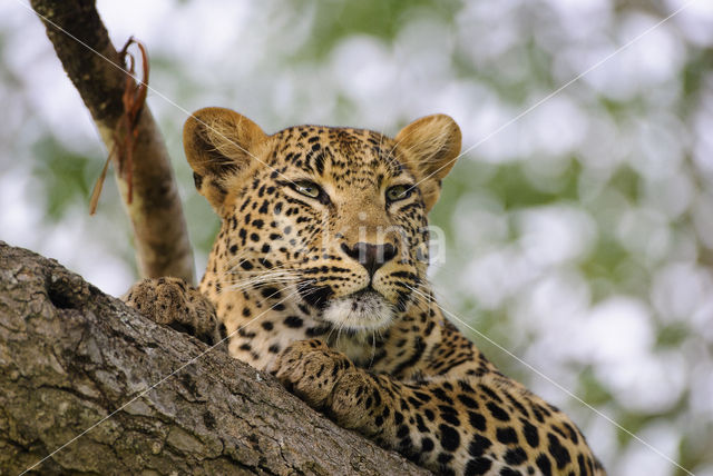 Leopard (Panthera pardus)