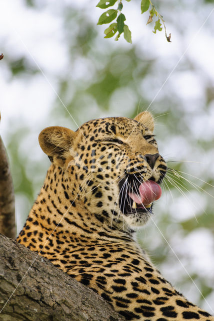 Luipaard (Panthera pardus)