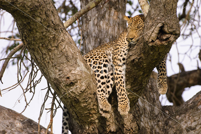 Luipaard (Panthera pardus)