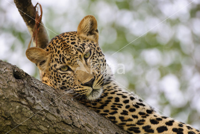 Luipaard (Panthera pardus)