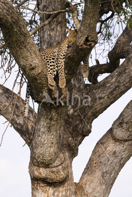 Luipaard (Panthera pardus)