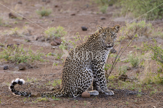 Luipaard (Panthera pardus)