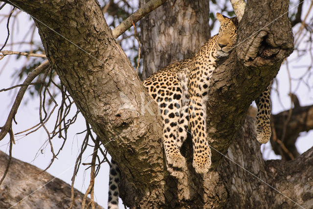 Luipaard (Panthera pardus)