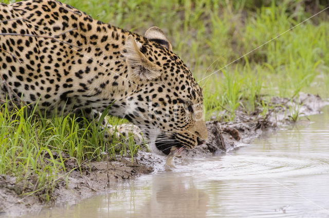 Luipaard (Panthera pardus)