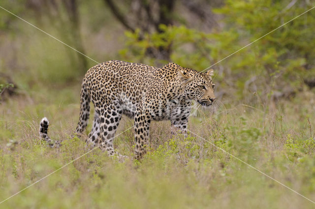 Luipaard (Panthera pardus)