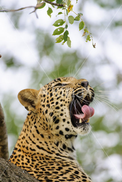 Luipaard (Panthera pardus)