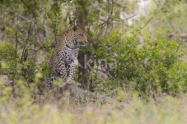 Luipaard (Panthera pardus)