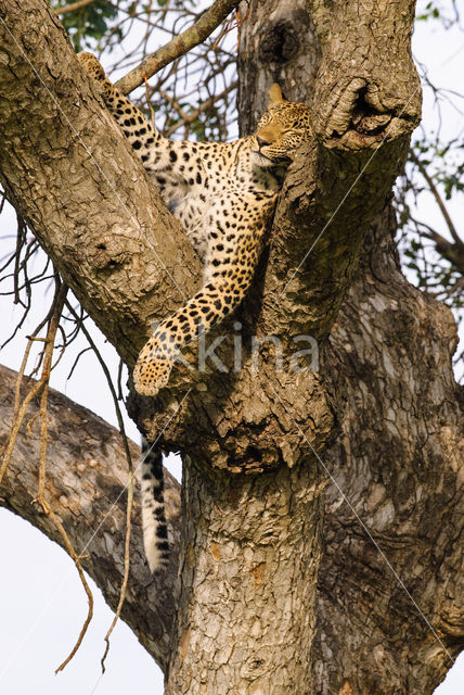 Luipaard (Panthera pardus)