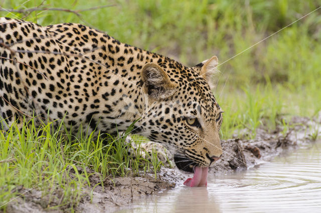 Luipaard (Panthera pardus)