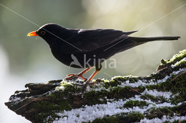 Merel (Turdus merula)