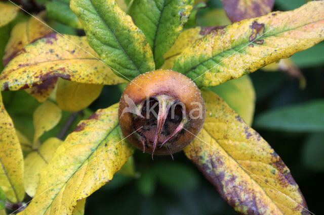 Medlar (Mespilus germanica)