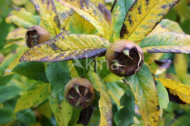 Medlar (Mespilus germanica)