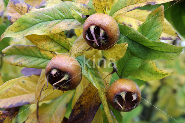 Medlar (Mespilus germanica)