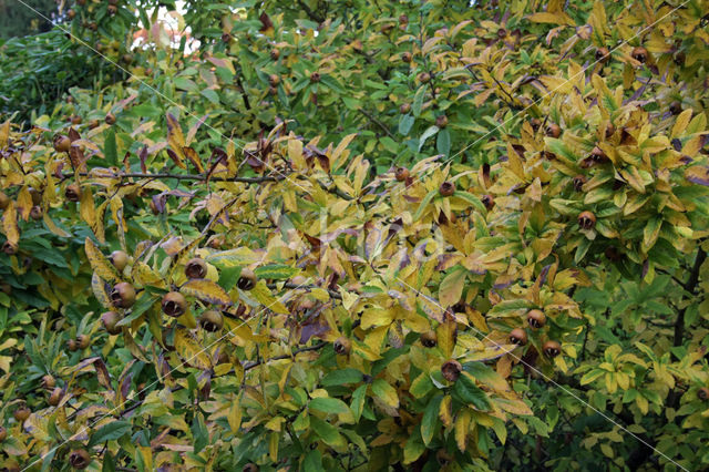 Medlar (Mespilus germanica)