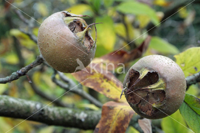 Mispel (Mespilus germanica)