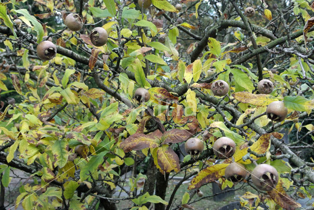 Medlar (Mespilus germanica)