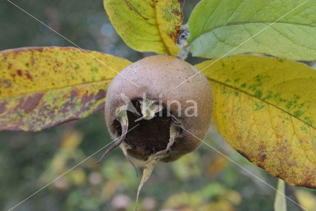 Medlar (Mespilus germanica)