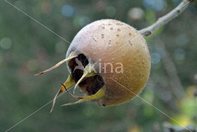 Medlar (Mespilus germanica)