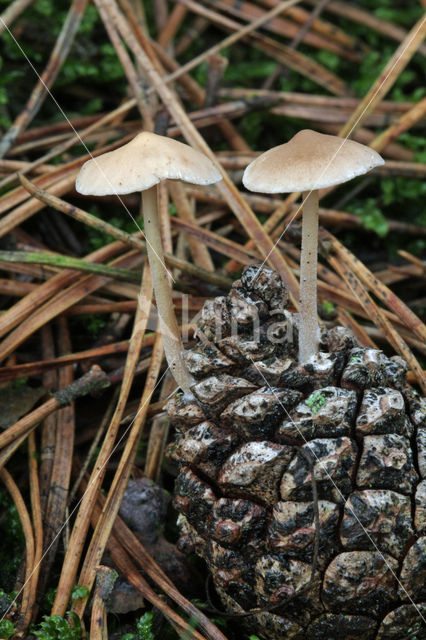 Muizenstaartzwam (Baeospora myosura)