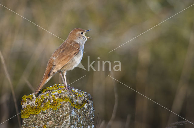 Common Nightingale (Luscinia megarhynchos)