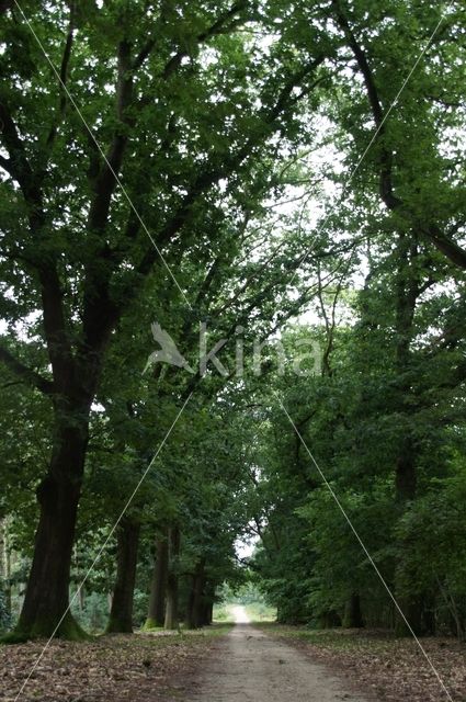 Nationaal Park Sallandse Heuvelrug