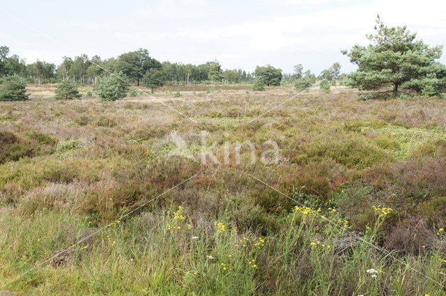 Nationaal Park Sallandse Heuvelrug