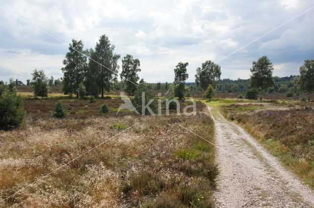 Nationaal Park Sallandse Heuvelrug