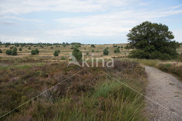 Nationaal Park Sallandse Heuvelrug