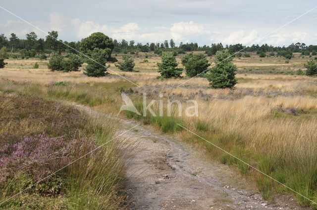 Nationaal Park Sallandse Heuvelrug