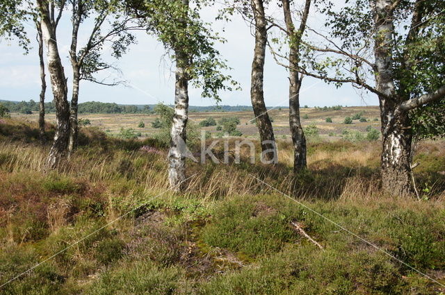 Nationaal Park Sallandse Heuvelrug