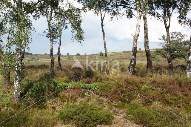 Nationaal Park Sallandse Heuvelrug