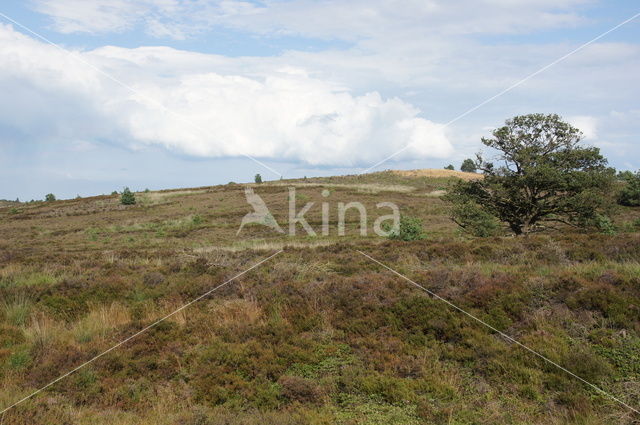 Nationaal Park Sallandse Heuvelrug