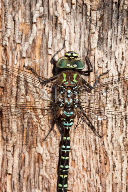 Noordse glazenmaker (Aeshna subarctica)