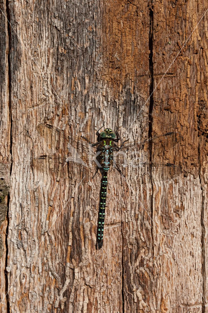 Subarctic Darner (Aeshna subarctica)