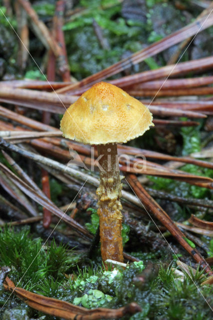 Okergele korrelhoed (Cystoderma amianthinum)