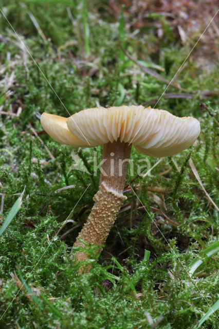 Okergele korrelhoed (Cystoderma amianthinum)