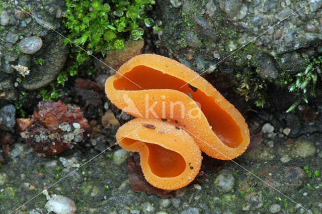 Oranje bekerzwam (Aleuria aurantiaca)