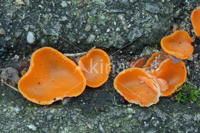 Oranje bekerzwam (Aleuria aurantiaca)