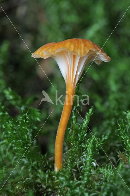 Oranjegeel trechtertje (Rickenella fibula)