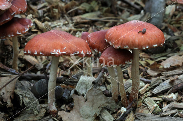 Oranjerode stropharia (Psilocybe aurantiaca)