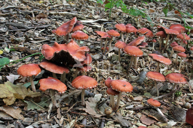 Oranjerode stropharia (Psilocybe aurantiaca)