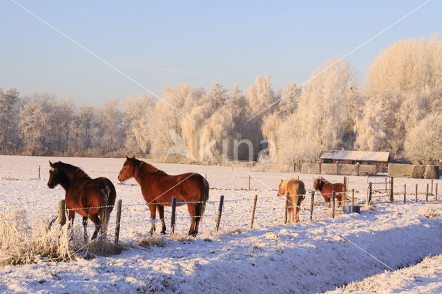 Paard (Equus spp)