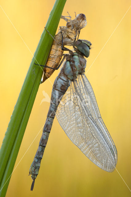 Paardenbijter (Aeshna mixta)