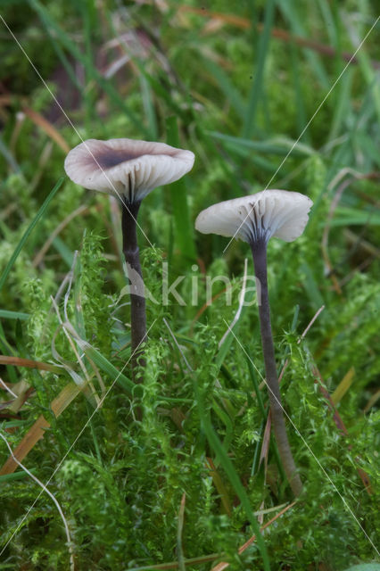 Paarsharttrechtertje (Rickenella swartzii)