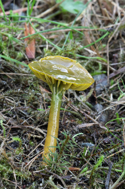 Papegaaizwammetje (Hygrocybe psittacina)