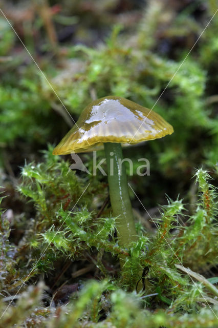 Papegaaizwammetje (Hygrocybe psittacina)