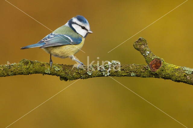 Pimpelmees (Parus caeruleus)